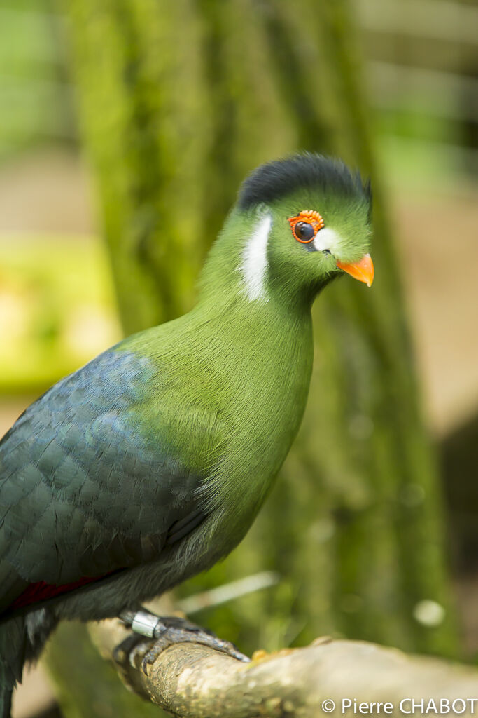 White-cheeked Turaco