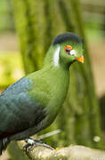 White-cheeked Turaco