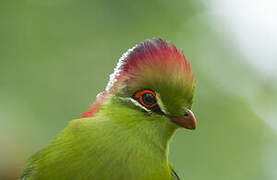 Fischer's Turaco