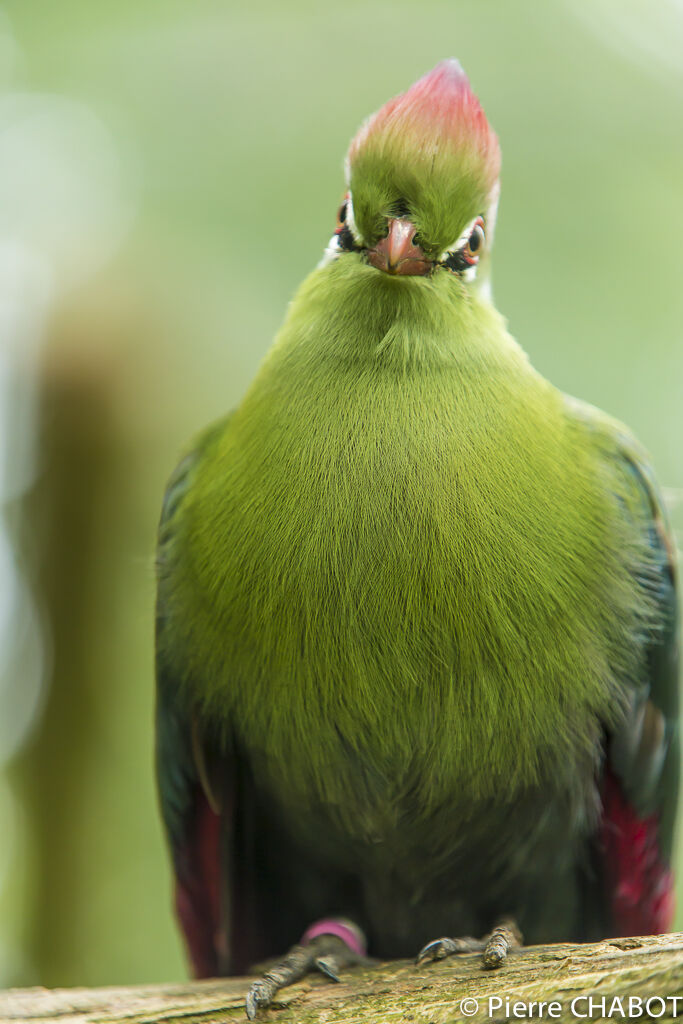 Touraco de Fischer