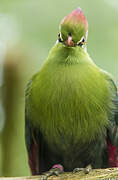 Fischer's Turaco