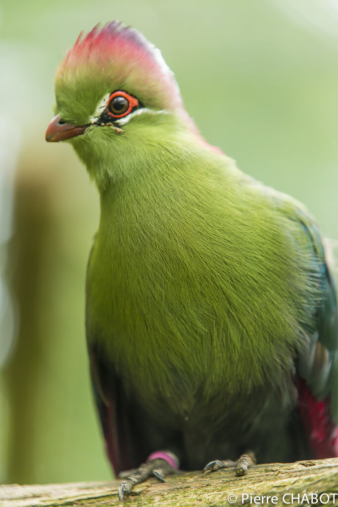 Touraco de Fischer