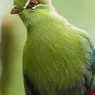 Touraco de Fischer