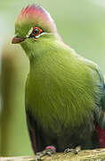 Fischer's Turaco