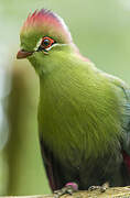 Fischer's Turaco