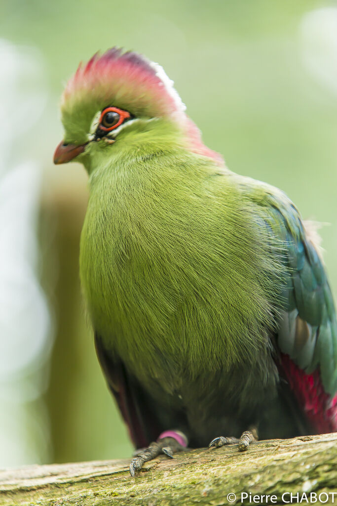 Fischer's Turaco