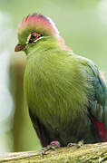 Fischer's Turaco