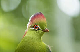 Fischer's Turaco