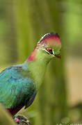 Fischer's Turaco