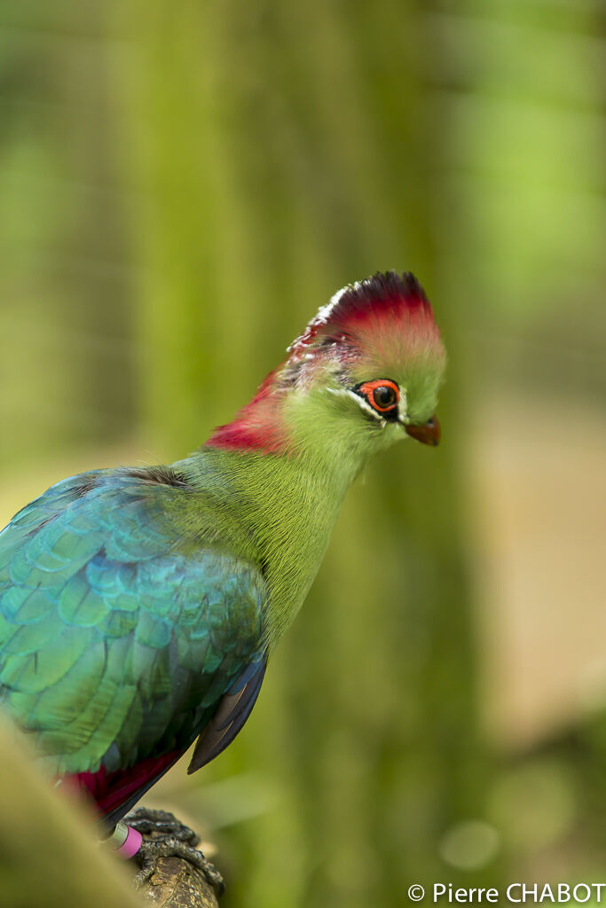 Touraco de Fischer