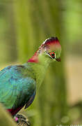 Fischer's Turaco