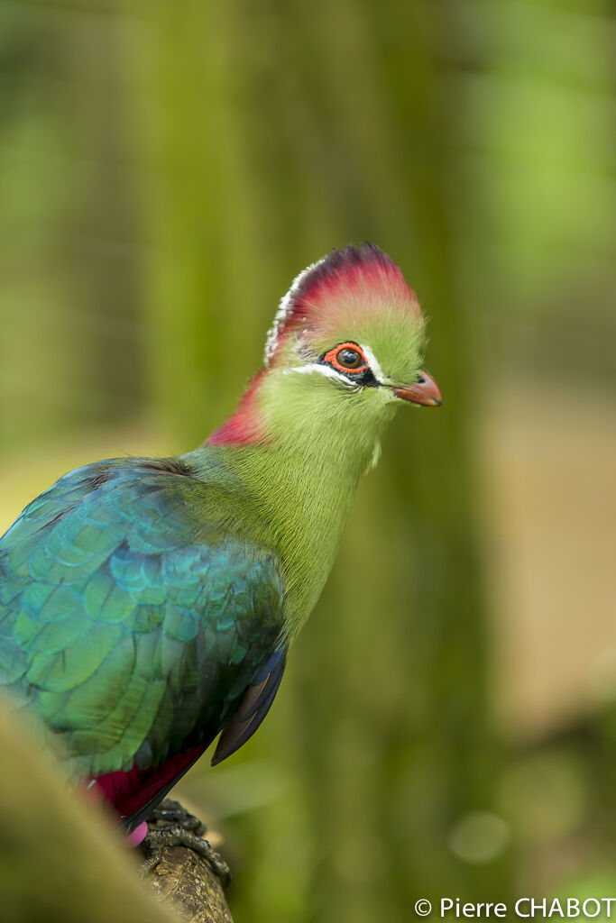 Touraco de Fischer