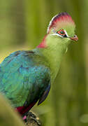 Fischer's Turaco