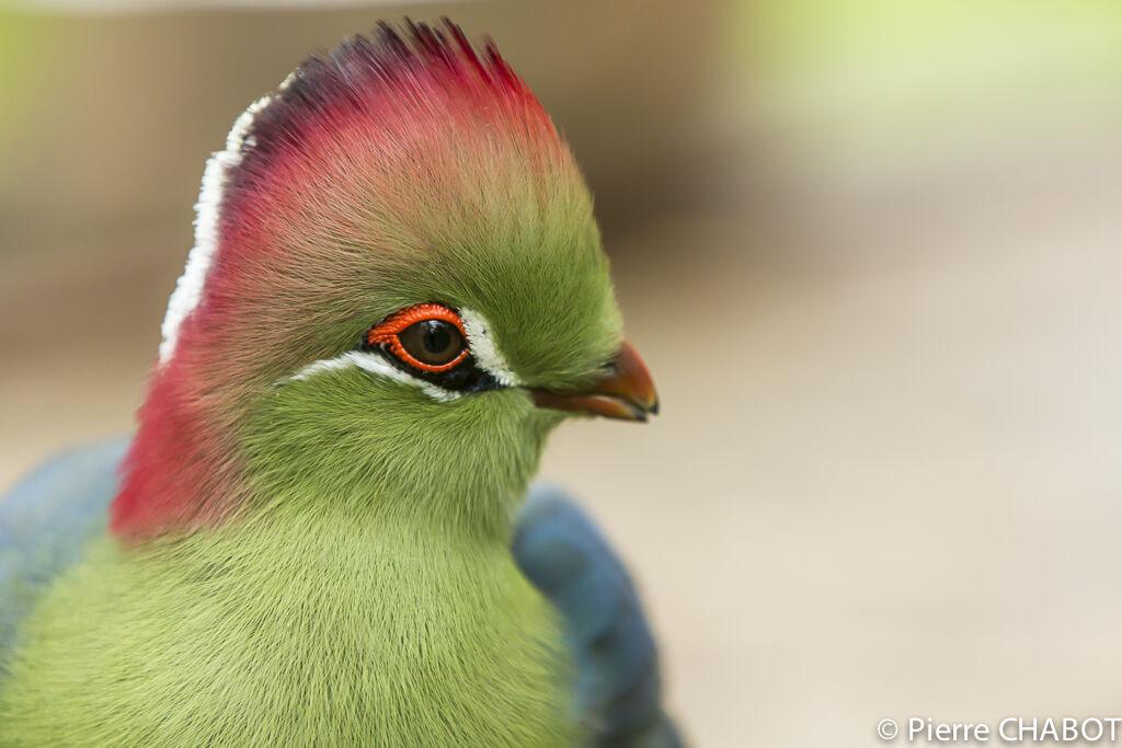 Fischer's Turaco