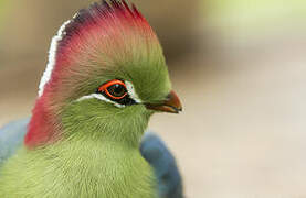 Fischer's Turaco