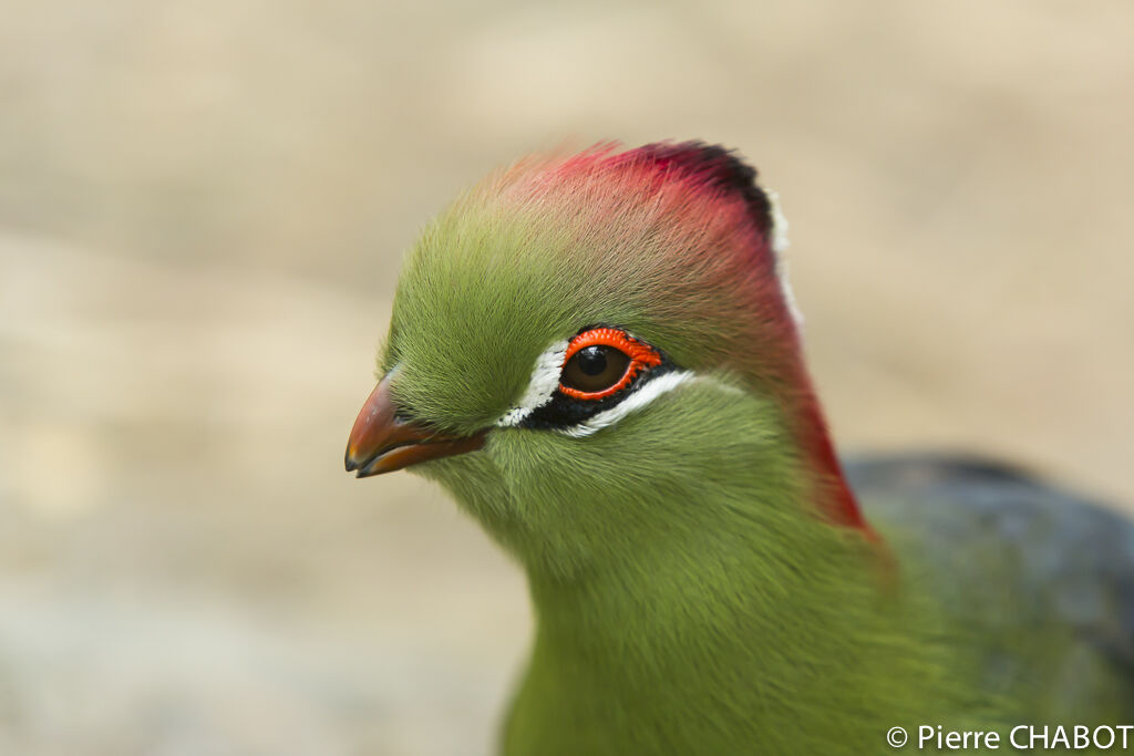 Touraco de Fischer