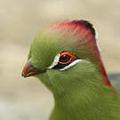 Touraco de Fischer
