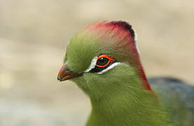 Fischer's Turaco