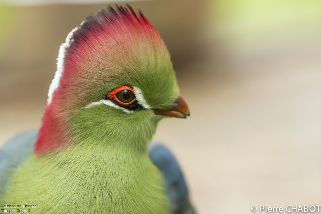 Fischer's Turaco