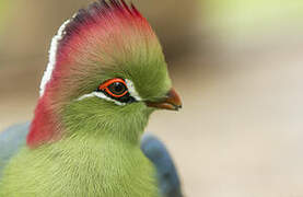 Fischer's Turaco