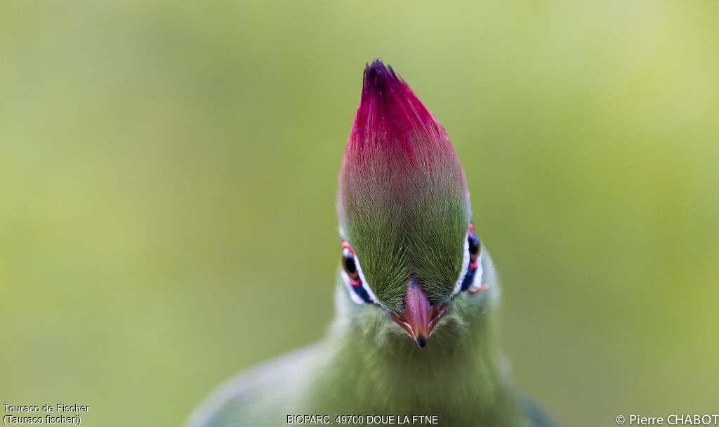 Fischer's Turaco