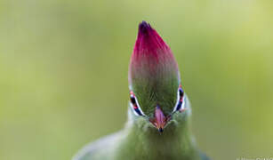 Fischer's Turaco