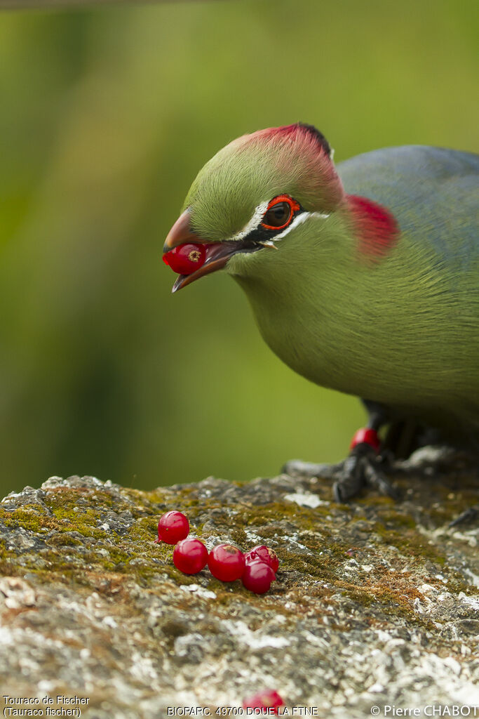 Touraco de Fischer