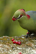 Fischer's Turaco