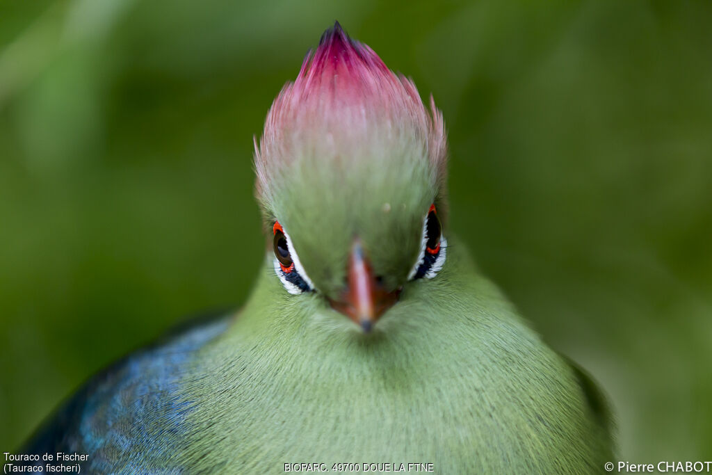 Touraco de Fischer