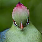 Touraco de Fischer