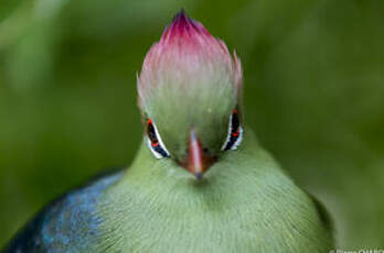 Touraco de Fischer