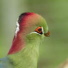 Touraco de Fischer