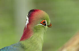 Fischer's Turaco