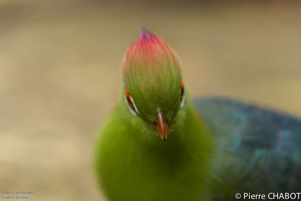 Touraco de Fischer