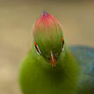 Touraco de Fischer