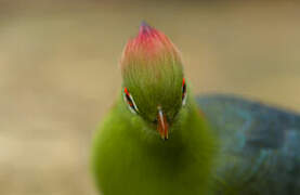 Fischer's Turaco