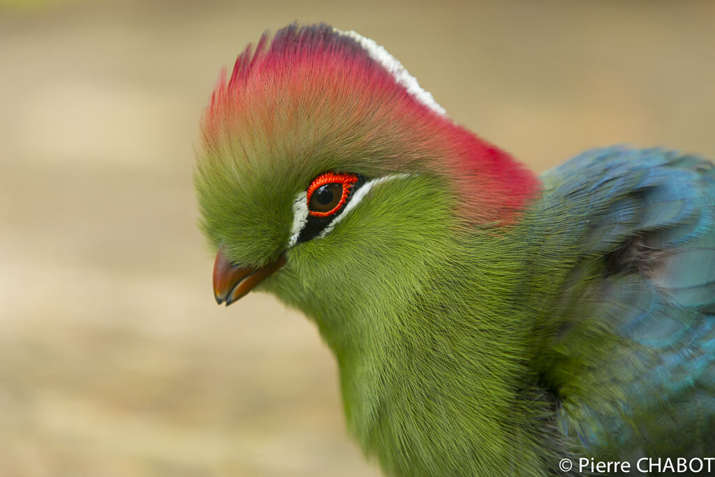 Touraco de Fischer