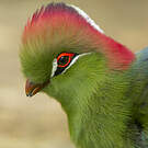 Touraco de Fischer