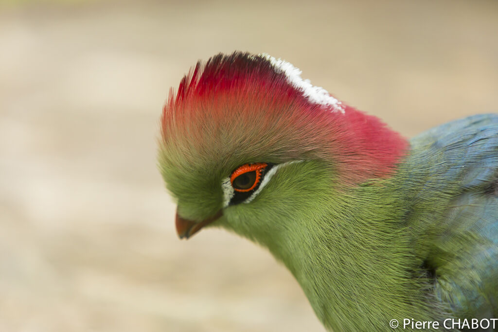 Touraco de Fischer