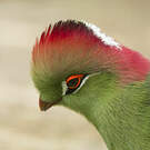 Touraco de Fischer