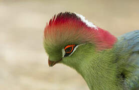 Fischer's Turaco