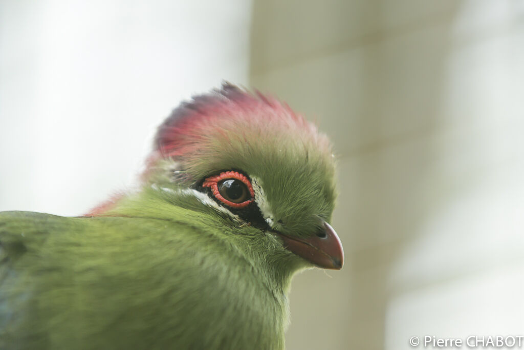 Fischer's Turaco