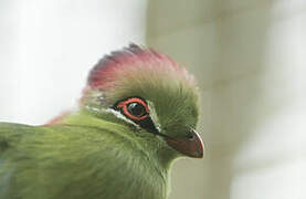 Fischer's Turaco