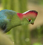 Fischer's Turaco