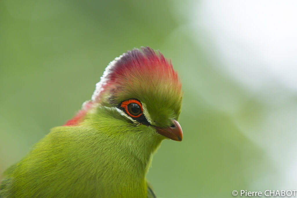 Touraco de Fischer