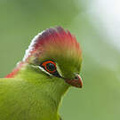 Touraco de Fischer