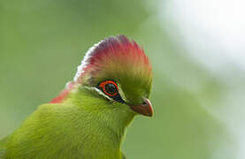 Fischer's Turaco