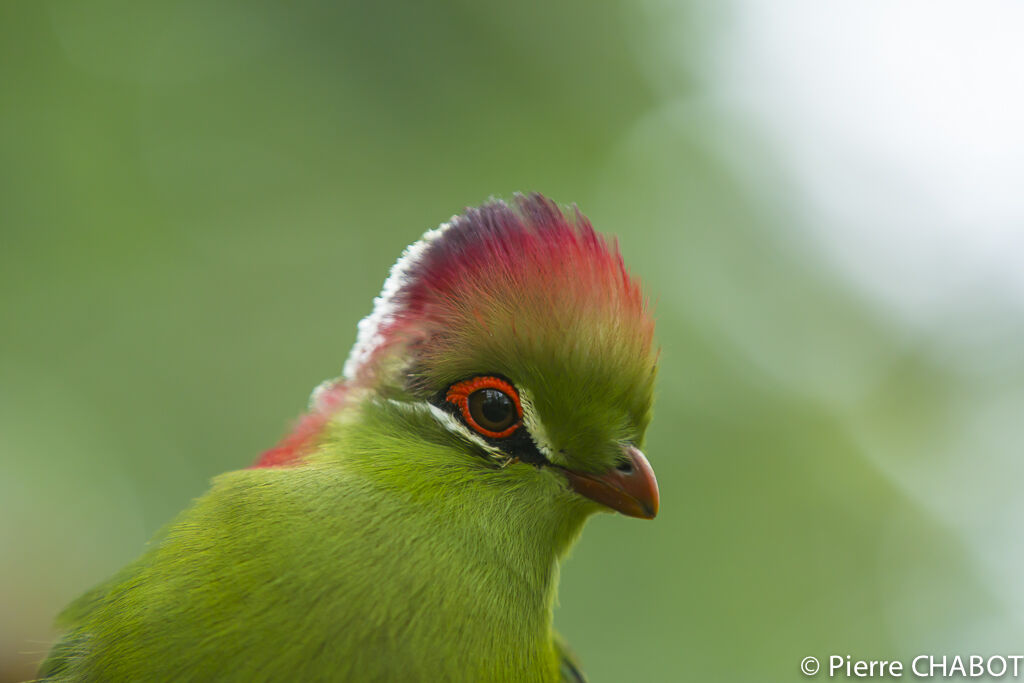 Fischer's Turaco