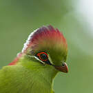 Touraco de Fischer
