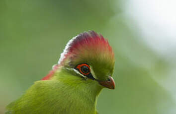 Touraco de Fischer